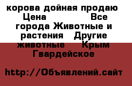 корова дойная продаю › Цена ­ 100 000 - Все города Животные и растения » Другие животные   . Крым,Гвардейское